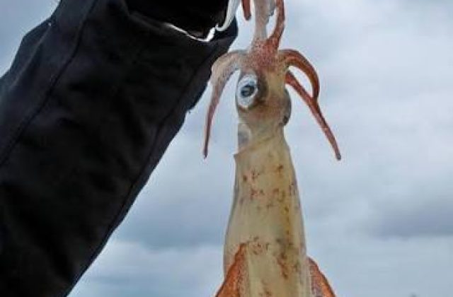 Calamari - Squidd - 3 hour - notturna.