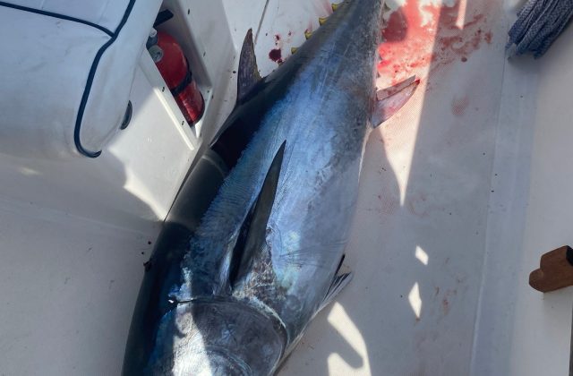 Big Game Drifting Bluefin Tuna - Tonno Rosso